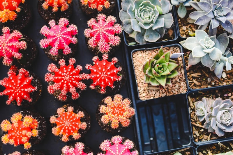 Magical plant varieties